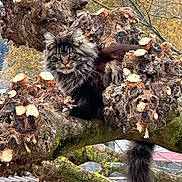 Perle participe au concours pour gagner de l'argent avec cette photo : animal, autumn, bark, branch, cat, closeup, fluffy, fur, green_eyes, leaves, majestic, mammal, nature, outdoor, perched, pet, tail, tree, wild, wood