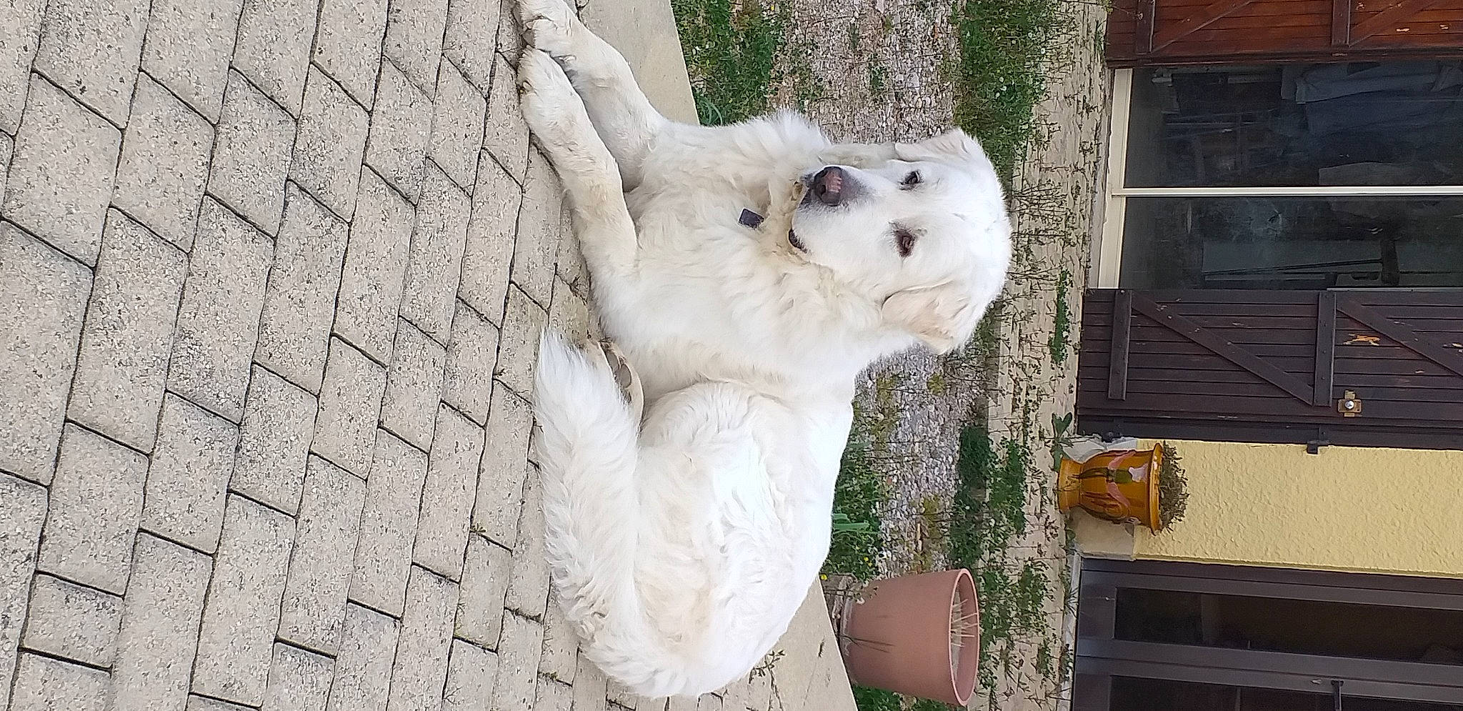 Dakota a rejoint le concours — aidez-le/la à gagner de superbes lots ! art, big_cats, carnivore, companion_dog, dog_breed, door, eye, fawn, felidae, plant, polar_bear, small_to_medium_sized_cats, snout, snow_leopard, sporting_group, tail, tree, whiskers, window, wood