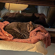 Lovie is registered to the contest to win money with this photo: animal, blanket, cat, cozy, cushion, domestic, fur, furniture, gray_tabby, home, indoor, lamp, pet, pink, reflection, relaxation, resting, sleeping, soft, window