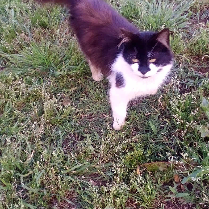 Tuxedo joined the competition — help win amazing prizes! animal, canine, cat, dog, field, grass, grassland, green, herbal, herbs, husky, lawn, nature, outdoors, pet, plant, puppy, soil, vegetation, yard