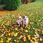 Réglissesavannah participe au concours pour gagner de l'argent avec cette photo : dog, autumn, leaves, grass, outdoor, pets, canine, nature, greenery, fall, playful, two_dogs, happy, tongue_out, bush, house, garden, sunlight, daytime, leashed