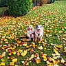 dog, autumn, leaves, grass, outdoor, pets, canine, nature, greenery, fall, playful, two_dogs, happy, tongue_out, bush, house, garden, sunlight, daytime, leashed