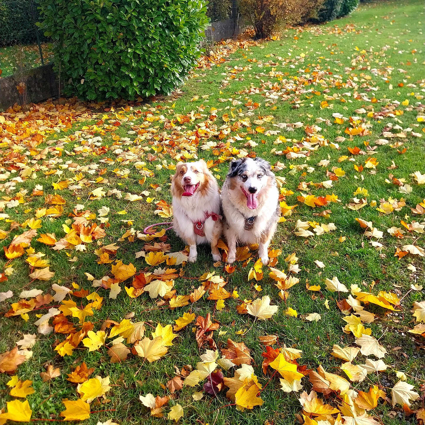Réglissesavannah participe au concours pour gagner de l'argent avec cette photo : dog, autumn, leaves, grass, outdoor, pets, canine, nature, greenery, fall, playful, two_dogs, happy, tongue_out, bush, house, garden, sunlight, daytime, leashed