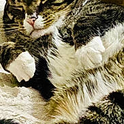 Kofi joined the competition — help win amazing prizes! cat, tabby, sleeping, cozy, fur, whiskers, paws, pet, animal, closeup, relaxed, cute, domestic, feline, resting, indoor, soft, comfort, mammal, adorable
