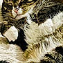 cat, tabby, sleeping, cozy, fur, whiskers, paws, pet, animal, closeup, relaxed, cute, domestic, feline, resting, indoor, soft, comfort, mammal, adorable