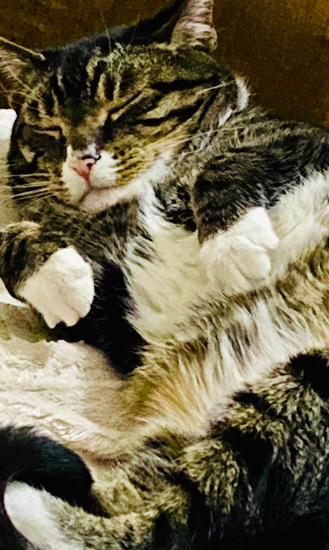 Kofi joined the competition — help win amazing prizes! cat, tabby, sleeping, cozy, fur, whiskers, paws, pet, animal, closeup, relaxed, cute, domestic, feline, resting, indoor, soft, comfort, mammal, adorable