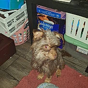 Brownie is registered to the contest to win money with this photo: dog, carpet, slipper, household_items, clutter, table, can, basket, box, floor, pet, indoor, fur, small_dog, scruffy, wooden_floor, storage, container, plastic, miscellaneous