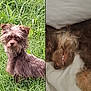 dog, grass, outdoor, pet, animal, fur, cute, sleeping, bed, pillow, smile, teeth, brown_fur, scruffy, lying_down, alert, nature, domestic_animal, two_images, split_screen