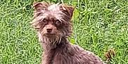 Brownie is registered to the contest to win money with this photo: dog, grass, greenery, outdoor, animal, pet, scruffy, fur, nature, field, curious, alert, standing, small_dog, ears, snout, eyes, tail, daylight, wild