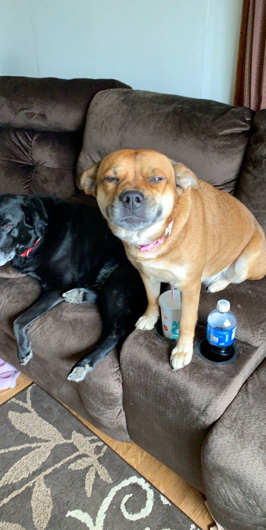 Peanut is registered to the contest to win money with this photo: bullmastiff, canidae, carnivore, companion_dog, dog, dog_breed, fawn, mammal, non_sporting_group, perro_de_presa_mallorquin, snout, sporting_group, vertebrate