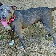 Harlee joined the competition — help win amazing prizes! dog, canine, pet, animal, outdoor, grass, collar, tongue_out, happy, standing, gray_coat, white_paws, tail, ears, nature, muzzle, expression, cute, playful, summer