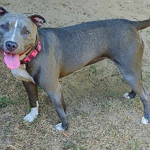 Harlee