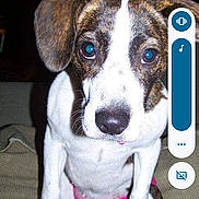 Hyphie is registered to the contest to win money with this photo: animal, brown, canine, clothing, couch, cute, dog, domestic, ears, face, fur, furniture, home, indoor, looking, pet, pink, puppy, sitting, white