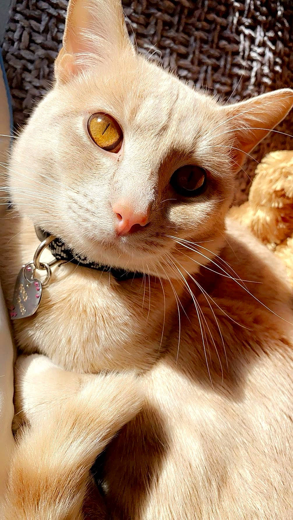 Bones is registered to the contest to win money with this photo: carnivore, cat, cat_supply, collar, curious, domestic_short_haired_cat, ear, eyelash, fang, fawn, felidae, fur, paw, pet_supply, photo_caption, small_to_medium_sized_cats, snout, tail, whiskers, window