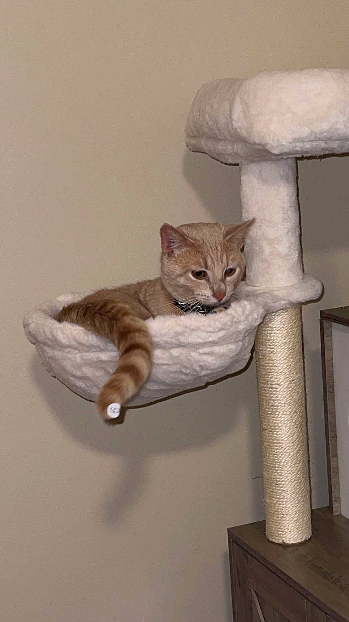 Bones is registered to the contest to win money with this photo: art, carnivore, cat, cat_bed, cat_furniture, cat_supply, chair, domestic_short_haired_cat, fawn, felidae, fur, grey, pet_supply, shelf, small_to_medium_sized_cats, stairs, tail, whiskers, window, wood