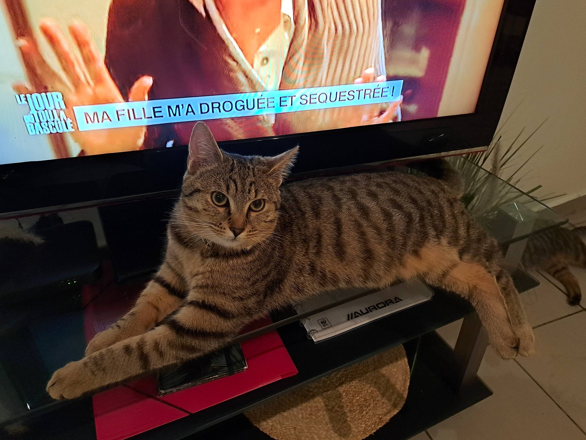 Paolo a rejoint le concours — aidez-le/la à gagner de superbes lots ! carnivore, cat, computer, computer_monitor, display_device, domestic_short_haired_cat, electronic_device, felidae, flat_panel_display, fur, led_backlit_lcd_display, media, multimedia, output_device, paw, personal_computer, small_to_medium_sized_cats, tail, technology, whiskers