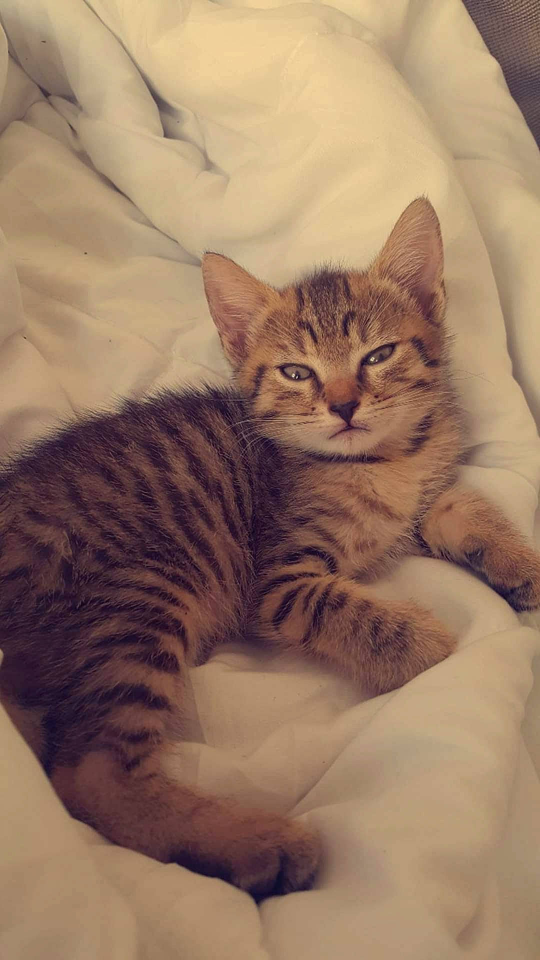 Paolo a rejoint le concours — aidez-le/la à gagner de superbes lots ! bed, carnivore, cat, claw, comfort, domestic_short_haired_cat, door, ear, felidae, fur, linens, nap, paw, sitting, small_to_medium_sized_cats, snout, tail, terrestrial_animal, whiskers, window