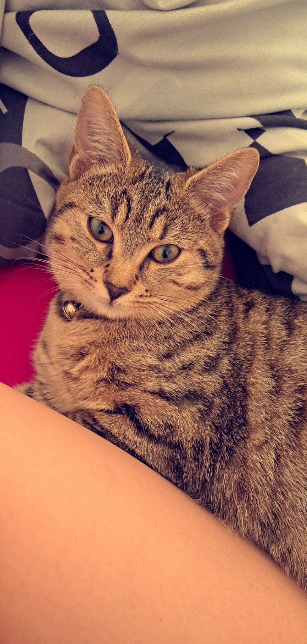 Paolo participe au concours pour gagner de l'argent avec cette photo : carnivore, cat, comfort, domestic_short_haired_cat, felidae, fur, pattern, paw, sitting, small_to_medium_sized_cats, snout, terrestrial_animal, whiskers