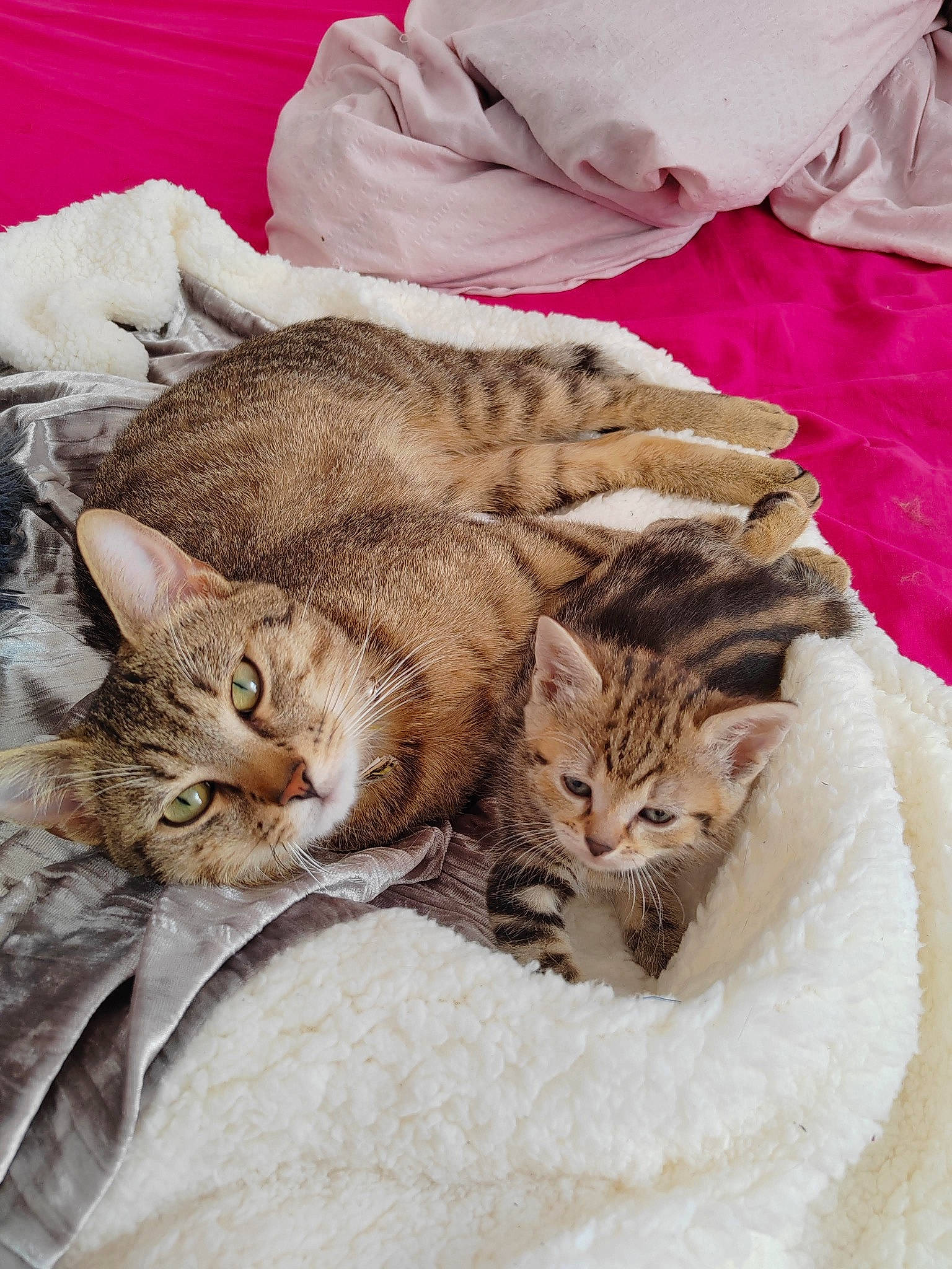 Paolo participe au concours pour gagner de l'argent avec cette photo : bedding, carnivore, cat, claw, comfort, domestic_short_haired_cat, fawn, felidae, fur, linens, mammal, nap, paw, small_to_medium_sized_cats, snout, tail, terrestrial_animal, vertebrate, whiskers, wildlife