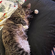Berry joined the competition — help win amazing prizes! animal, black_pillow, blanket, cat, cozy, cute, domestic_cat, feline, fur, holiday_pattern, indoor, looking_at_camera, lying_down, pet, relaxed, resting, soft_texture, tabby_cat, whiskers, white_paws