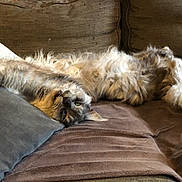 Urkan participe au concours pour gagner de l'argent avec cette photo : cat, fluffy, stretching, couch, pillows, cozy, furniture, indoor, relaxed, pet, animal, fur, whiskers, tail, soft, resting, home, comfort, sleepy, living_room