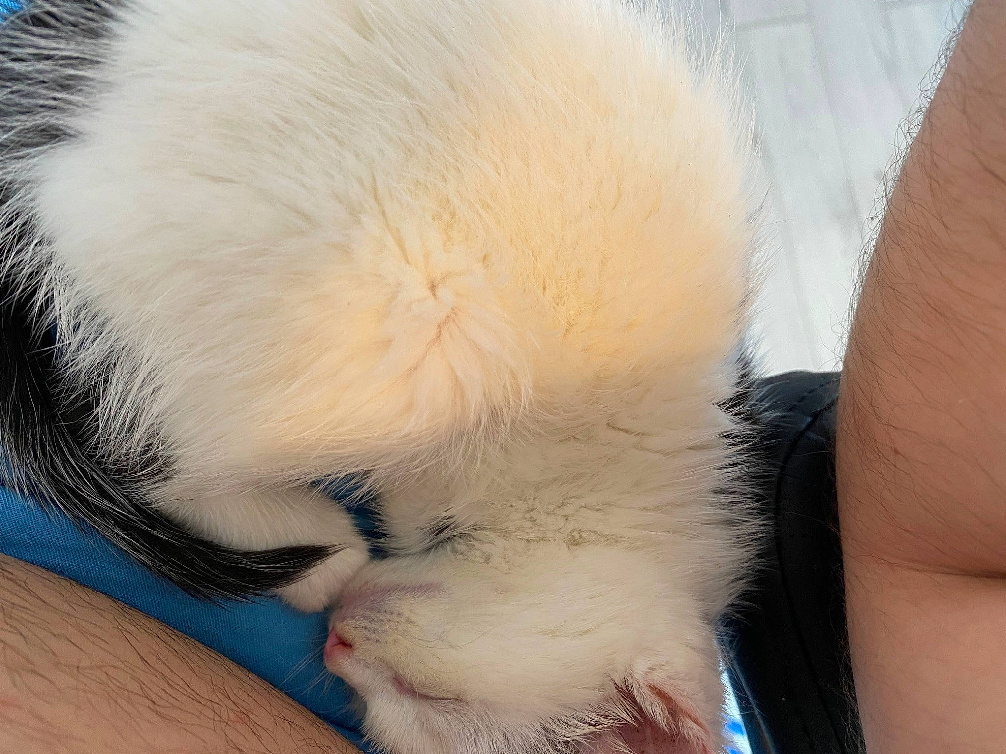 Snow a rejoint le concours — aidez-le/la à gagner de superbes lots ! canidae, carnivore, cat, claw, comfort, domestic_short_haired_cat, ear, eye, eyelash, fawn, felidae, fur, gesture, nap, nose, paw, small_to_medium_sized_cats, snout, tail, whiskers