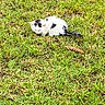 Snow participe au concours pour gagner de l'argent avec cette photo : kitten, cat, grass, outdoor, sleeping, animal, pet, nature, pine_cone, small, fur, white, black, cute, resting, wildlife, mammal, young, peaceful, flora