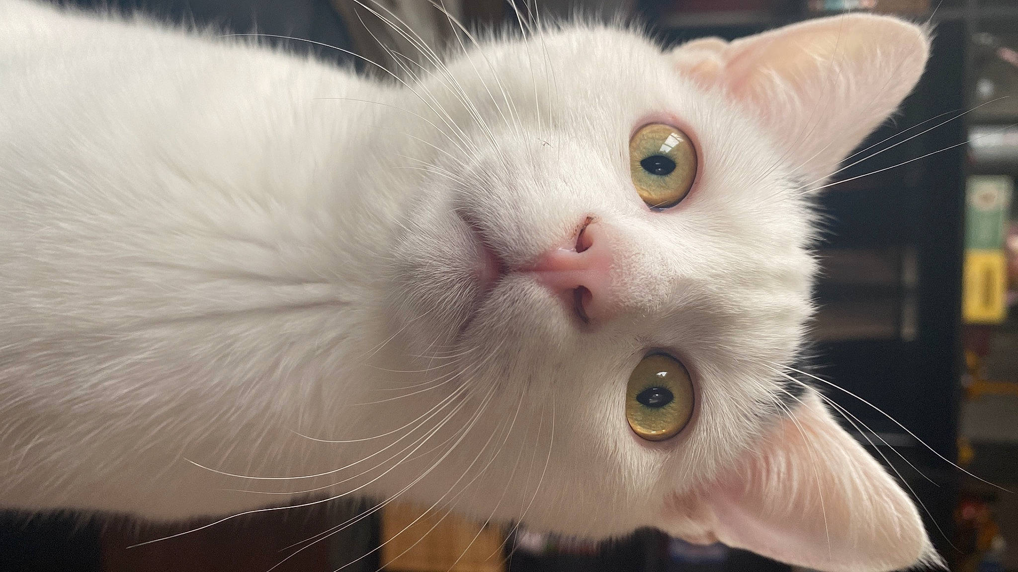 Snow a rejoint le concours — aidez-le/la à gagner de superbes lots ! carnivore, cat, claw, close_up, domestic_short_haired_cat, ear, fawn, felidae, fur, paw, small_to_medium_sized_cats, snout, tail, whiskers