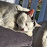 Snow participe au concours pour gagner de l'argent avec cette photo : black_patches, blanket, cat, cozy, cushion, ear, fur, gray, home, indoor, knitted, nose, pet, quiet, relaxed, resting, sleeping, sunlight, whiskers, white