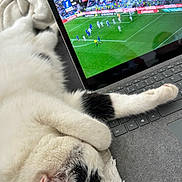 Snow a rejoint le concours — aidez-le/la à gagner de superbes lots ! animal, black_spots, blanket, cat, close_up, cozy, ear, fur, indoor, keyboard, laptop, paw, pet, relaxing, resting, sleeping_cat, soccer_match, sports, technology, white_cat