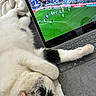 cat, white_cat, black_spots, sleeping_cat, paw, ear, laptop, keyboard, soccer_match, sports, blanket, cozy, indoor, relaxing, pet, animal, fur, close_up, technology, resting