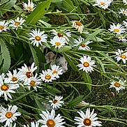 Snow a rejoint le concours — aidez-le/la à gagner de superbes lots ! cat, daisy, flower, greenery, leaves, garden, nature, outdoor, pet, animal, white_flower, yellow_center, camouflage, grass, spring, summer, plant, hiding, cute, feline