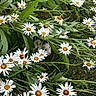 cat, daisy, flower, greenery, leaves, garden, nature, outdoor, pet, animal, white_flower, yellow_center, camouflage, grass, spring, summer, plant, hiding, cute, feline
