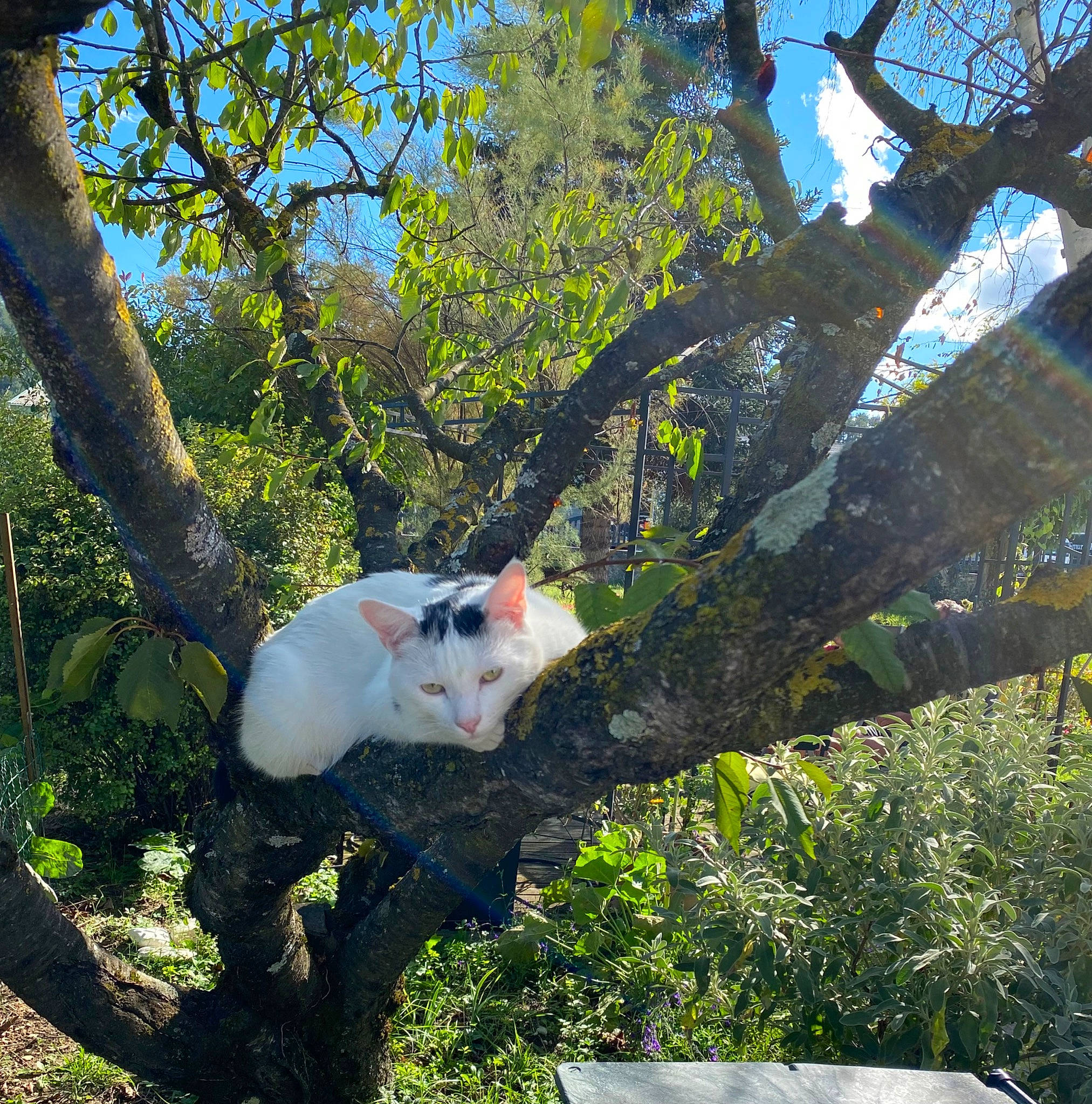 Snow participe au concours pour gagner de l'argent avec cette photo : art, branch, canidae, fawn, felidae, fur, grass, landscape, leaf, leisure, plant, shrub, sky, sporting_group, tail, toy, tree, trunk, twig, wildlife