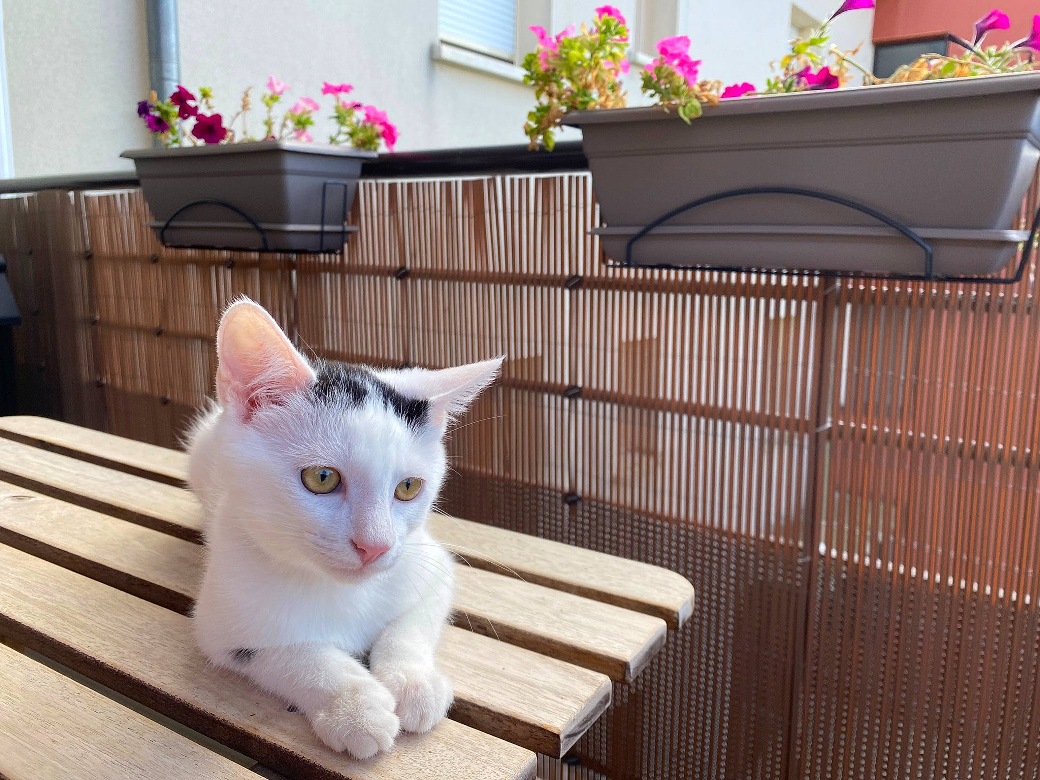 Snow participe au concours pour gagner de l'argent avec cette photo : carnivore, cat, domestic_short_haired_cat, felidae, flooring, flower, flower_arranging, flowerpot, fur, hardwood, houseplant, metal, paw, plant, small_to_medium_sized_cats, tail, whiskers, window, wood