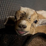 Kassie Kae is registered to the contest to win money with this photo: baby_goat, animal, close_up, cute, resting, fur, tongue_out, young, mammal, indoors, texture, soft_light, brown, white, patterned_background, domestic_animal, portrait, cozy, sleepy, goat_face