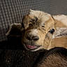 baby_goat, animal, close_up, cute, resting, fur, tongue_out, young, mammal, indoors, texture, soft_light, brown, white, patterned_background, domestic_animal, portrait, cozy, sleepy, goat_face