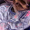 Kassie Kae is registered to the contest to win money with this photo: goat, animal, blanket, cozy, fur, soft_texture, indoor, resting, calm, cute, snug, mammal, pet, comfort, warm, wrapped, colorful, young, portrait, domestic_animal