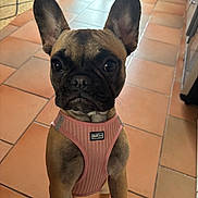 Ange participe au concours pour gagner de l'argent avec cette photo : animal, black, brown, canine, closeup, curious, dog, domestic_animal, ears, floor, french_bulldog, harness, indoor, kitchen, looking, pet, puppy, standing, tile_floor, young