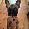 animal, black, brown, canine, closeup, curious, dog, domestic_animal, ears, floor, french_bulldog, harness, indoor, kitchen, looking, pet, puppy, standing, tile_floor, young