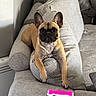 Ange participe au concours pour gagner de l'argent avec cette photo : animal, canine, companion, couch, cozy, cute, dog, domestic, french_bulldog, furniture, gray_couch, home, indoor, living_room, paw, pet, pink_toy, relaxed, resting, toy