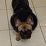 Ange participe au concours pour gagner de l'argent avec cette photo : black_fur, black_jacket, brown_fur, canine, companion_animal, curious, cute, dog, domestic_animal, ears_up, french_bulldog, fur_collar, indoor, looking_up, mammal, pet, puppy, small_dog, tile_floor, walking