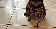 Ange a rejoint le concours — aidez-le/la à gagner de superbes lots ! animal, basket, brown_dog, curious, cute, dog, dog_bed, dog_coat, domestic, ears, floor, french_bulldog, indoor, leopard_print, looking_up, pet, sitting, small_dog, tile_floor, toy
