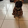 animal, basket, brown_dog, curious, cute, dog, dog_bed, dog_coat, domestic, ears, floor, french_bulldog, indoor, leopard_print, looking_up, pet, sitting, small_dog, tile_floor, toy