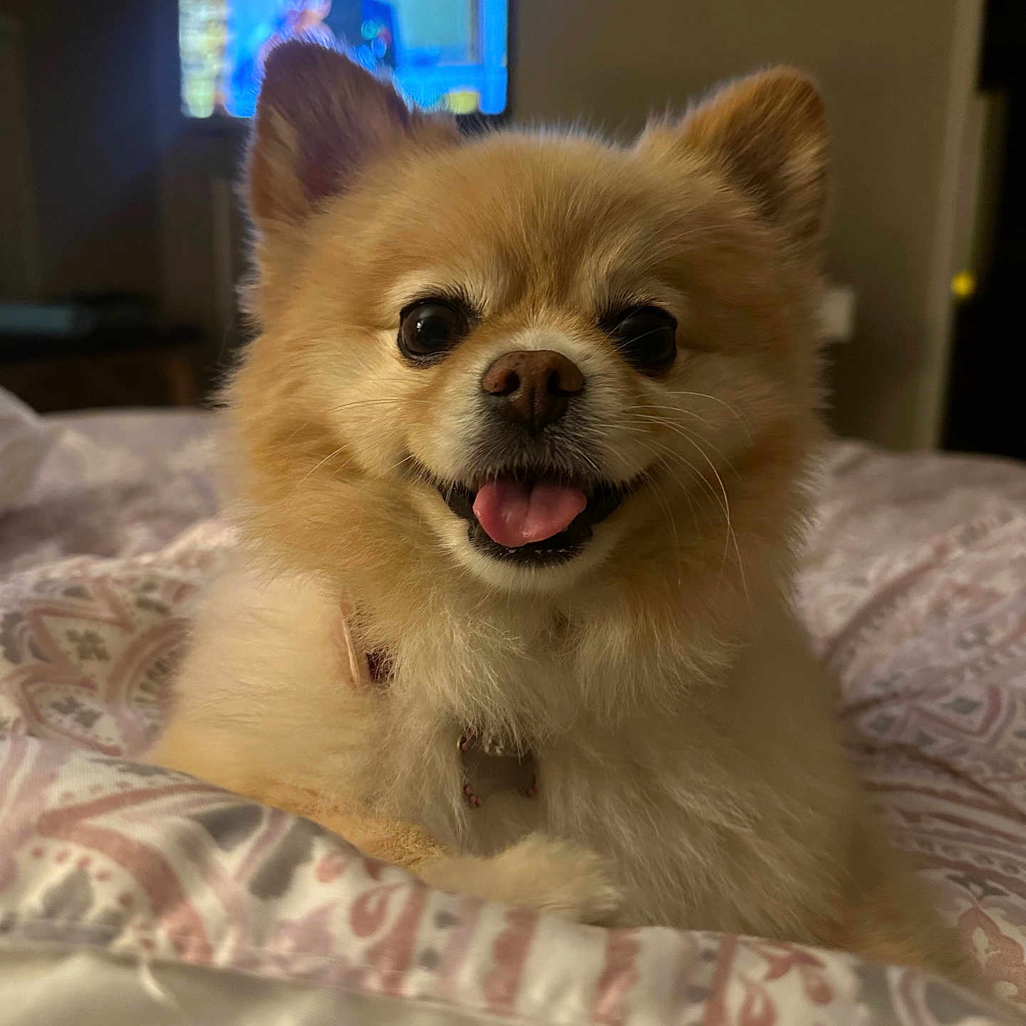 Maiya joined the competition — help win amazing prizes! animal, bodypart, canine, computerhardware, dog, electronics, face, furniture, hardware, head, indoors, interiordesign, monitor, person, pet, photography, portrait, puppy, screen, tv