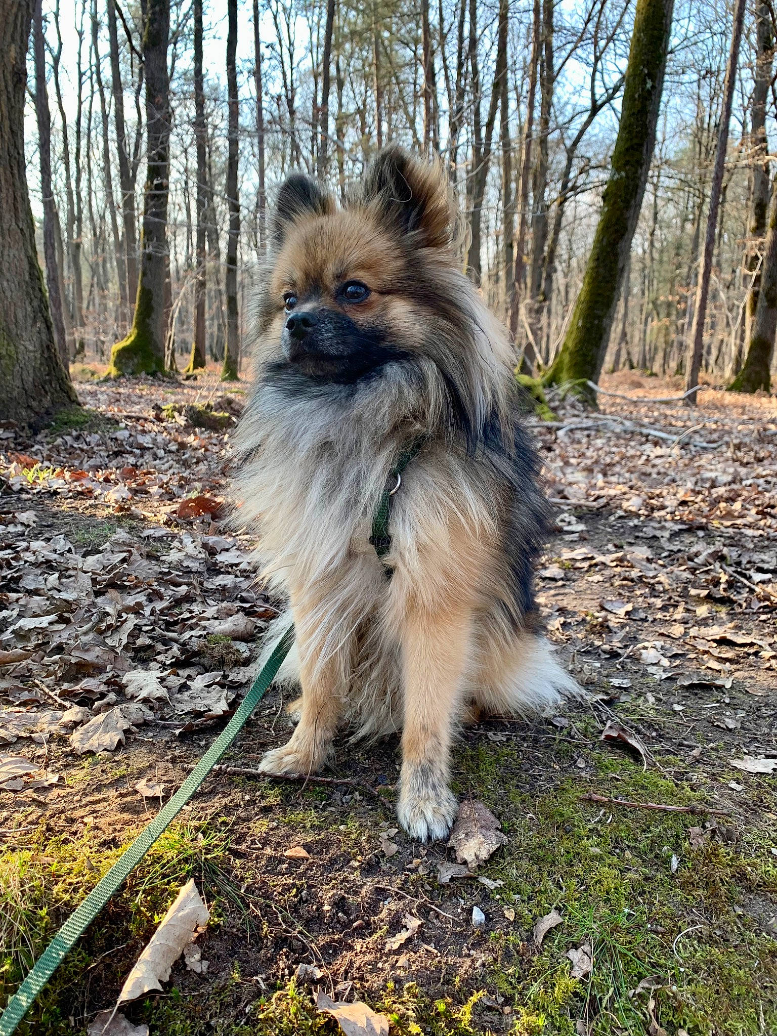 Obi-waf participe au concours pour gagner de l'argent avec cette photo : canidae, carnivore, companion_dog, dog, dog_breed, fawn, fur, grass, liver, plant, sky, snout, soil, sporting_group, tail, terrestrial_animal, toy_dog, tree, wildlife, wood