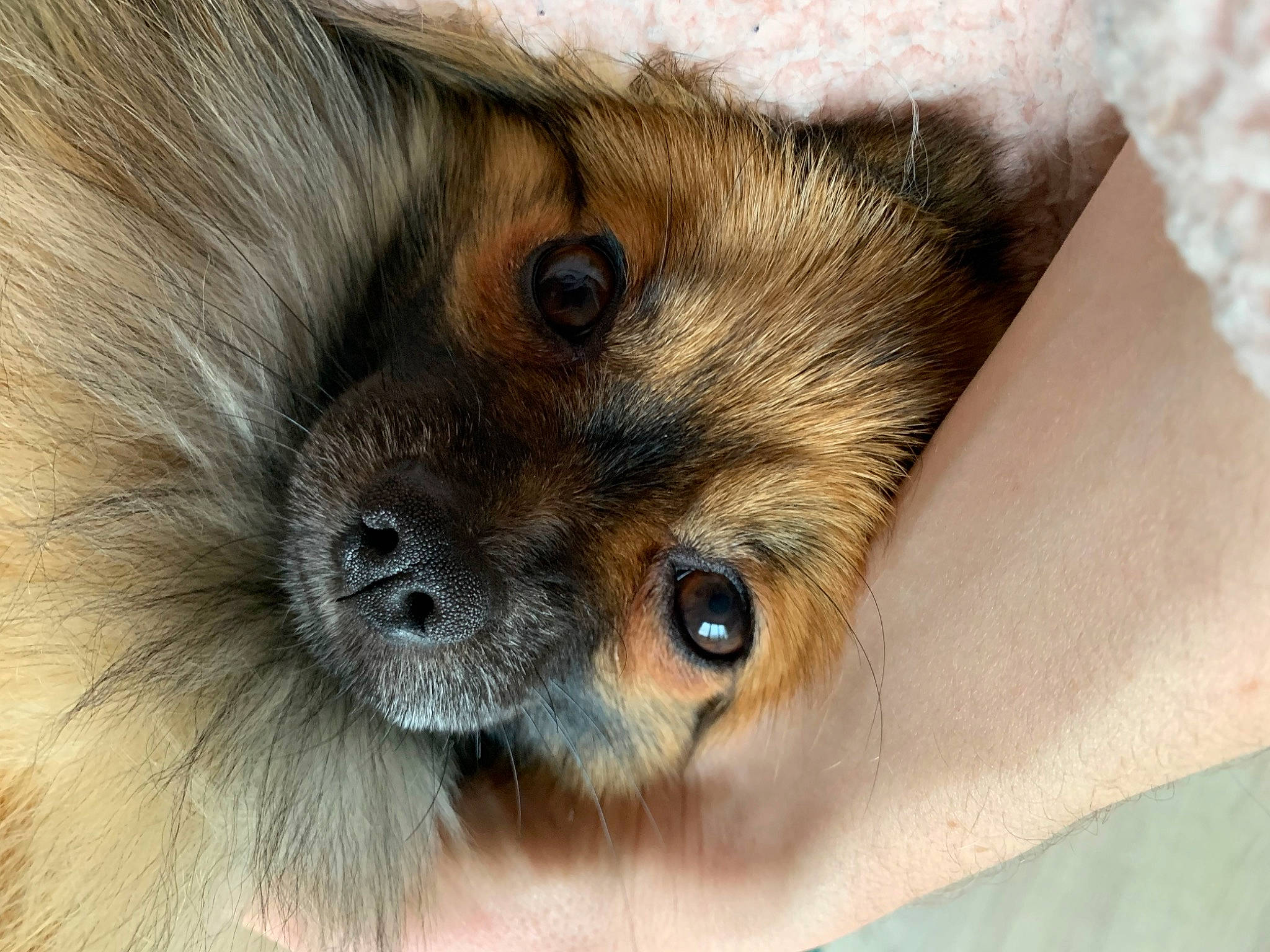 Obi-waf a rejoint le concours — aidez-le/la à gagner de superbes lots ! canidae, carnivore, close_up, companion_dog, dog, dog_breed, ear, eye, fawn, fur, hair, iris, liver, snout, sporting_group, terrestrial_animal, toy_dog, whiskers, wildlife, working_animal