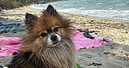 Obi-waf participe au concours pour gagner de l'argent avec cette photo : beach, beach_gear, black_fur, blue_sky, brown_fur, dog, fluffy, lake, long_hair, mountains, outdoors, portrait, sand, shoreline, small_dog, towel, travel, vacation, water, white_fur