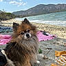 beach, beach_gear, black_fur, blue_sky, brown_fur, dog, fluffy, lake, long_hair, mountains, outdoors, portrait, sand, shoreline, small_dog, towel, travel, vacation, water, white_fur