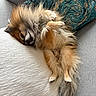 Obi-waf participe au concours pour gagner de l'argent avec cette photo : brown_and_white, couch, cozy, cushion, dog, fluffy, home, indoor, long_hair, lying_down, paws_up, pet, pillow, portrait, puppy, sleeping, small_dog, sofa, tail, upside_down